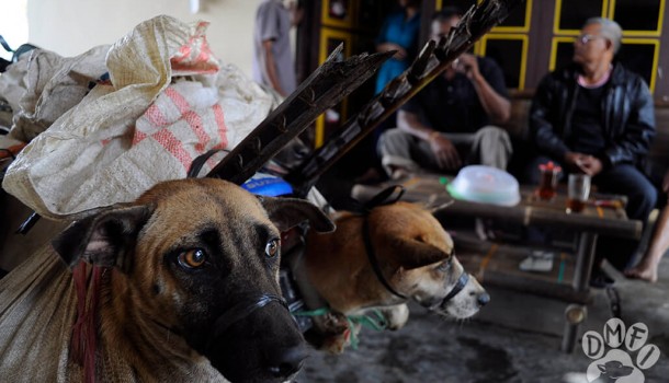 North Sulawesi Governor accused of hypocrisy as Manado set to host World Rabies Day events whilst brutal dog meat trade allowed to thrive.