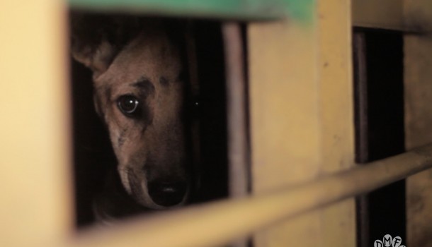 Horrific footage reveals large-scale trade in dogs for human consumption in Indonesia, defying the government’s pledge to end the trade