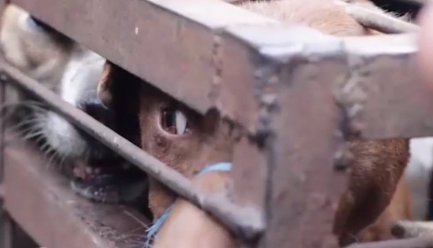 The Dog Meat Trade is cruel and dangerous, and it must stop!